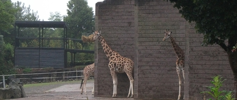 Belfast Zoo - Belfast's top 10 attractions